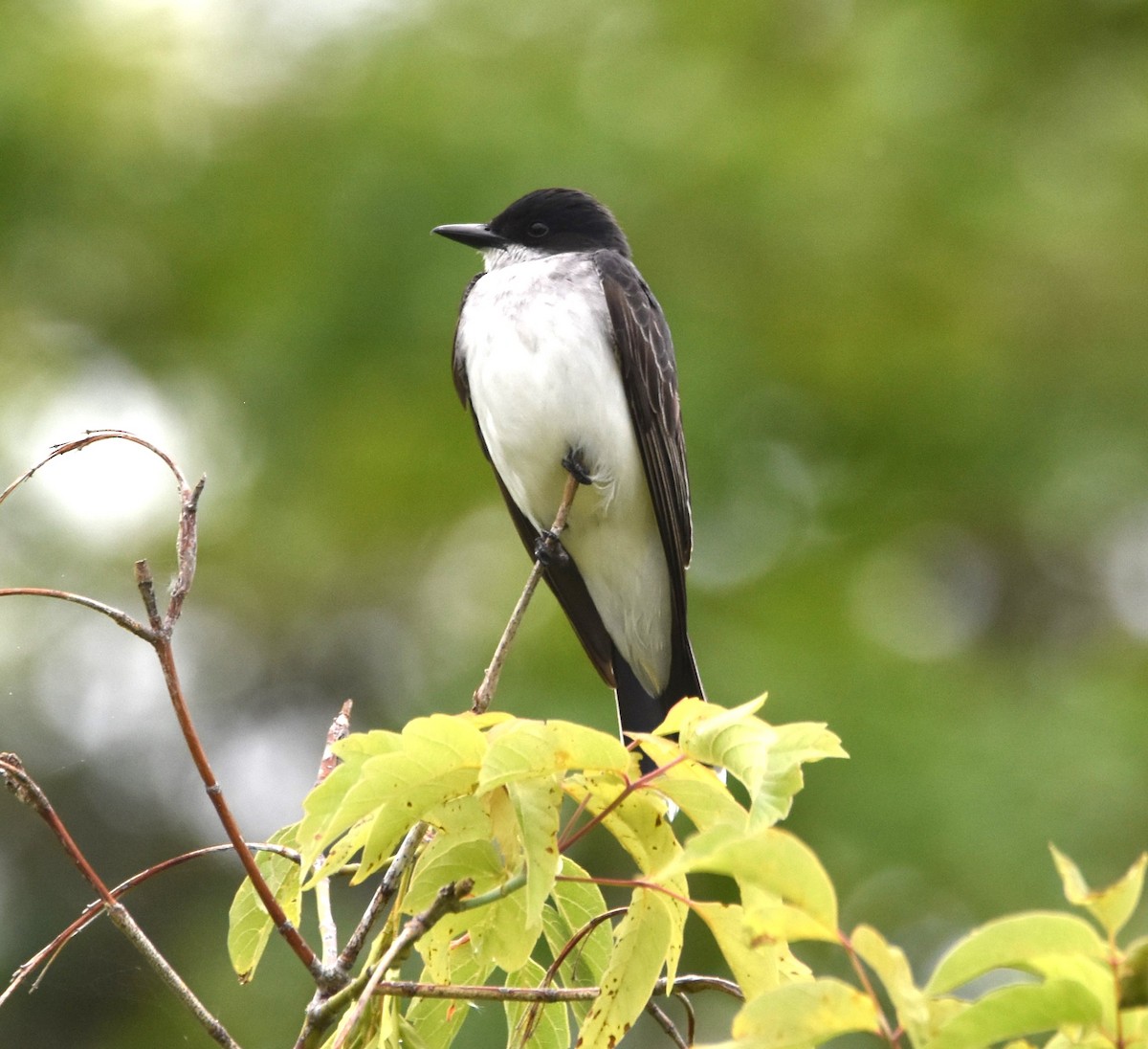 Eastern Kingbird - ML620746441