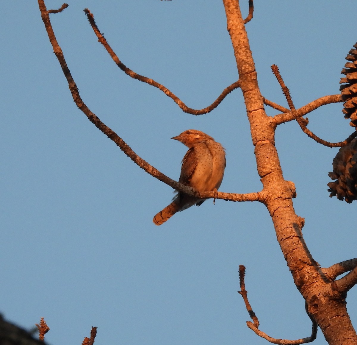 Eurasian Wryneck - ML620746445