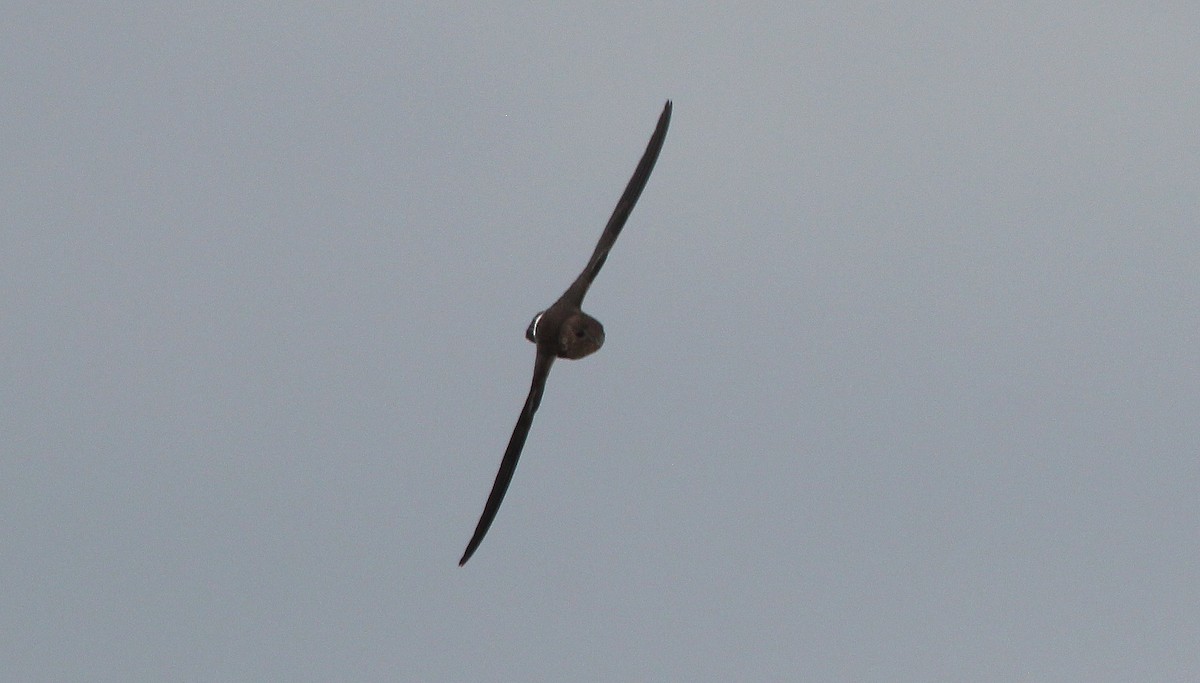 Mottled Spinetail - ML620746451