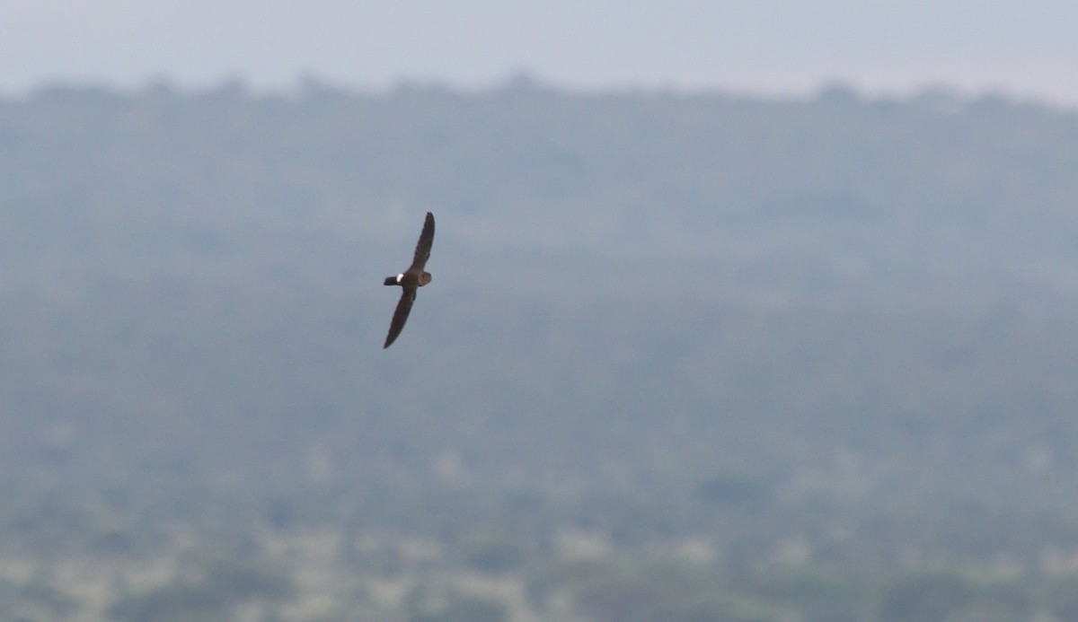 Mottled Spinetail - ML620746452