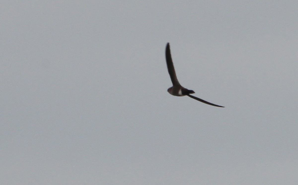 Mottled Spinetail - Alexander Lees