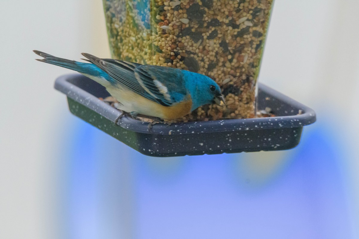 Lazuli Bunting - Jon Zanone