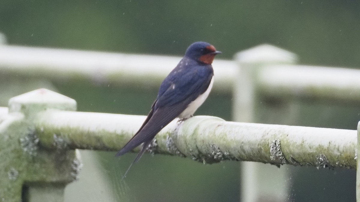 Golondrina Común - ML620746458