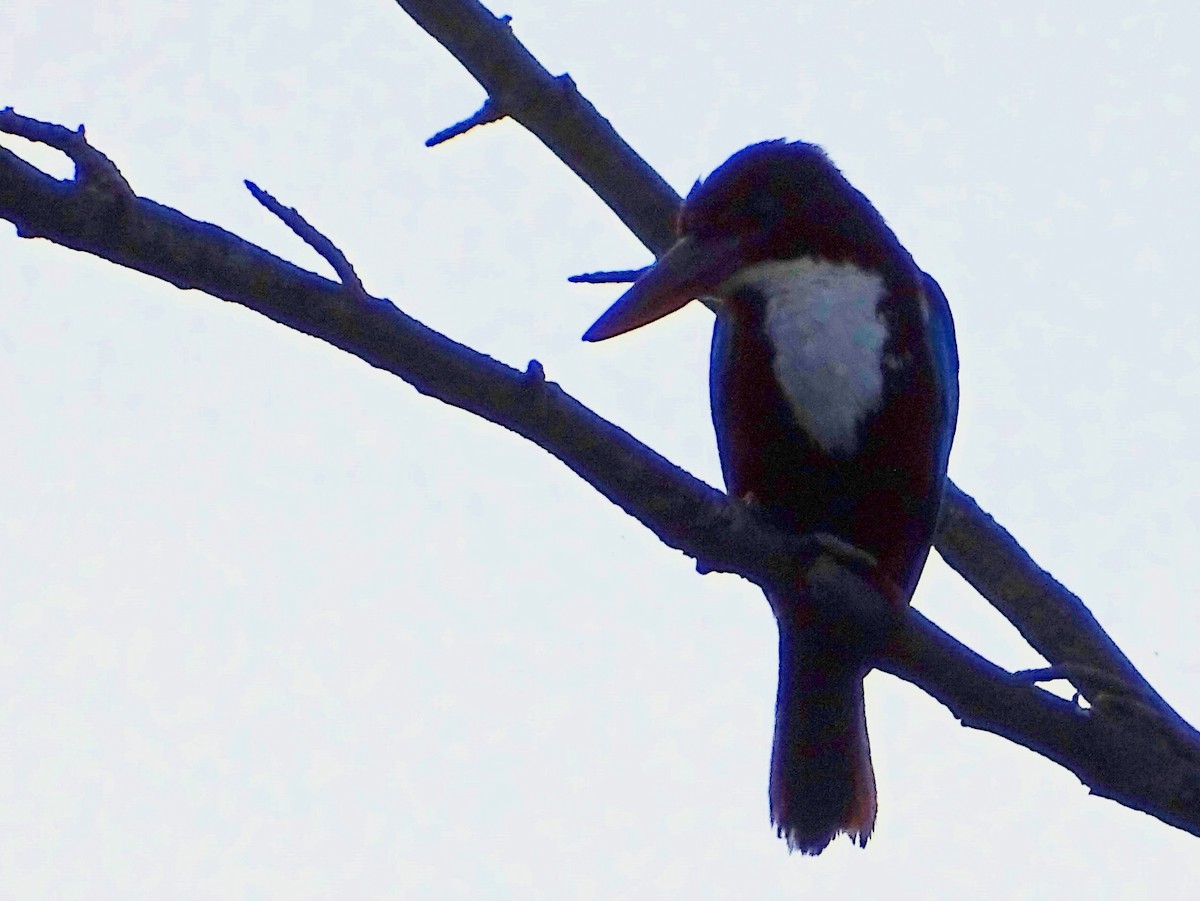 White-throated Kingfisher - ML620746460