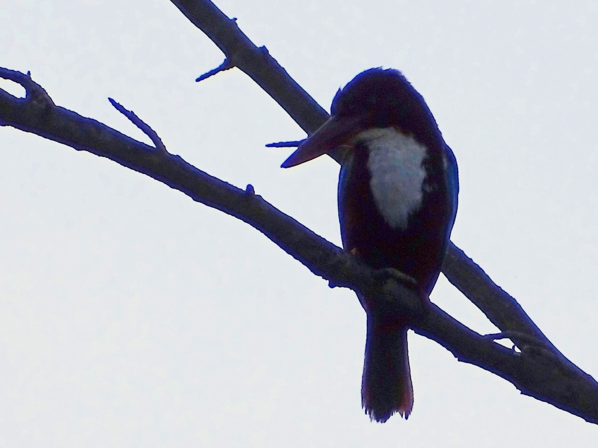 White-throated Kingfisher - ML620746461