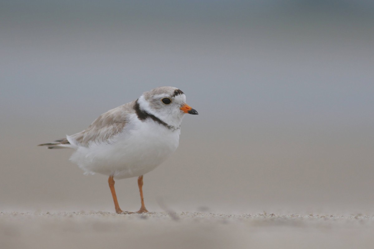 Piping Plover - ML620746463