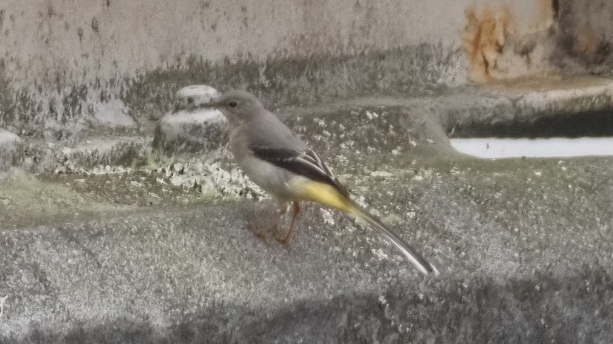 Gray Wagtail - ML620746472