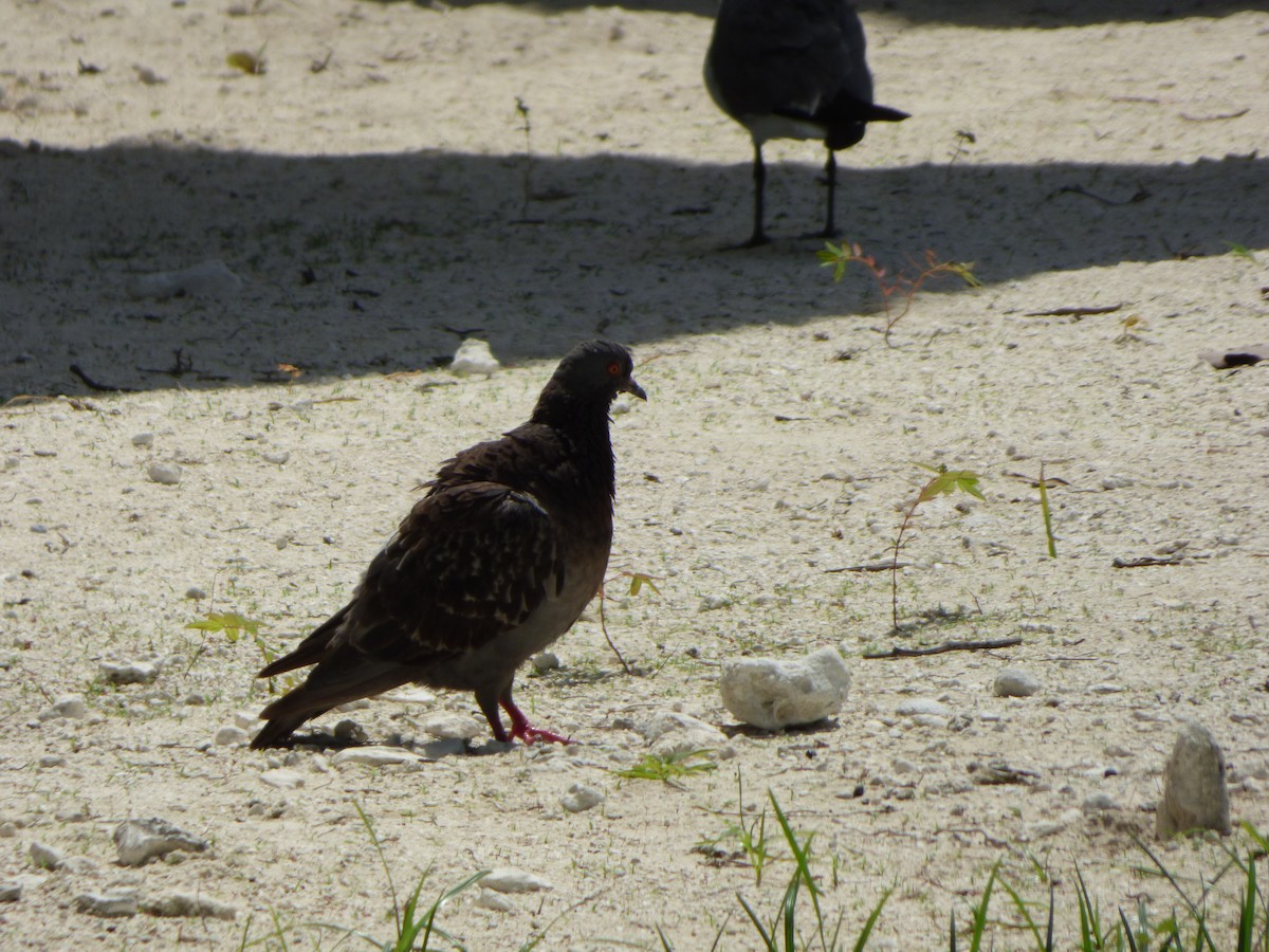 Rock Pigeon (Feral Pigeon) - ML620746502