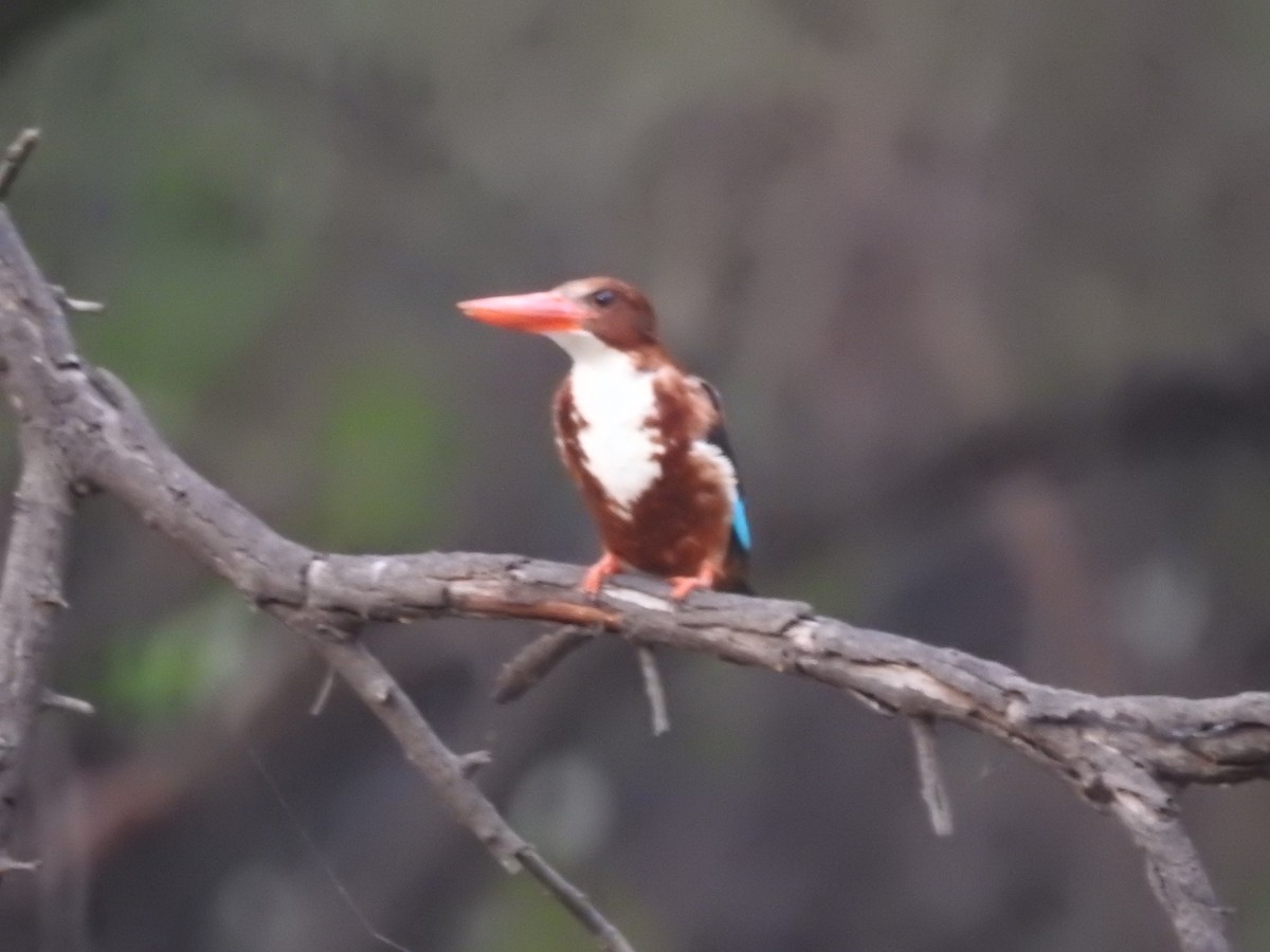 White-throated Kingfisher - ML620746506