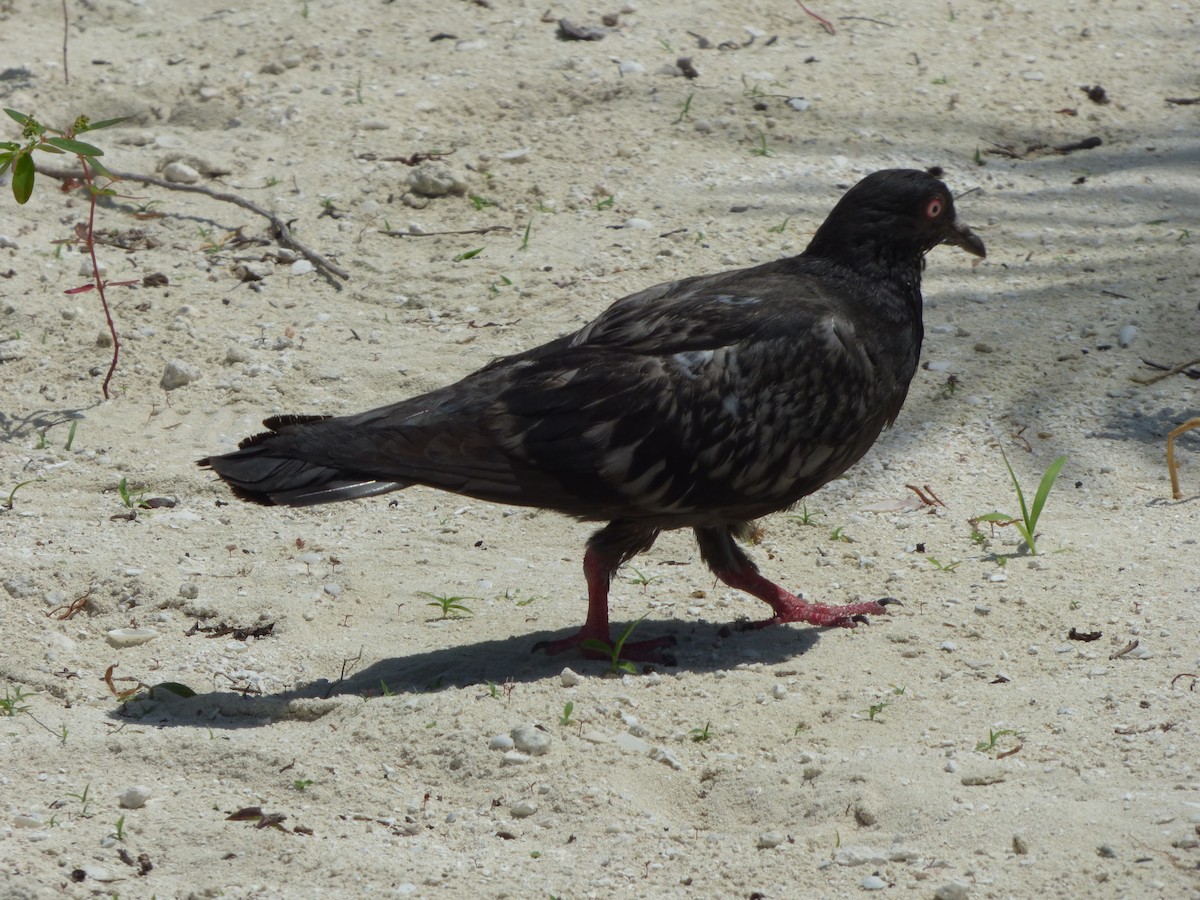 Rock Pigeon (Feral Pigeon) - ML620746510
