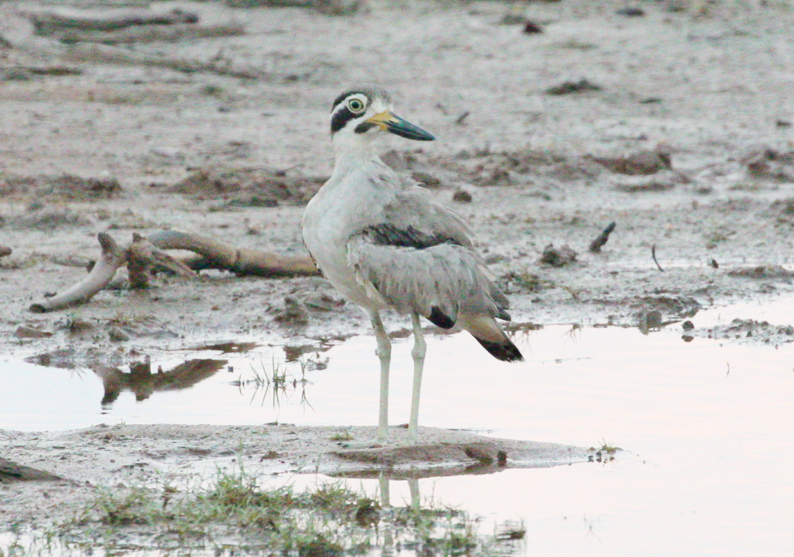 Great Thick-knee - ML620746513