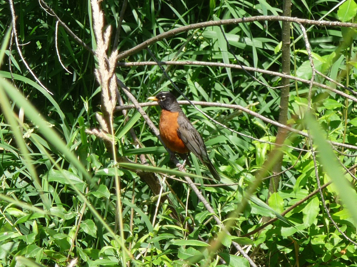 American Robin - ML620746518