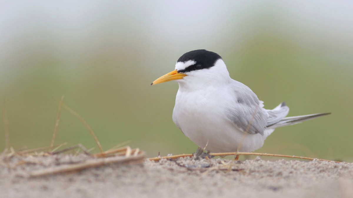 Least Tern - ML620746519