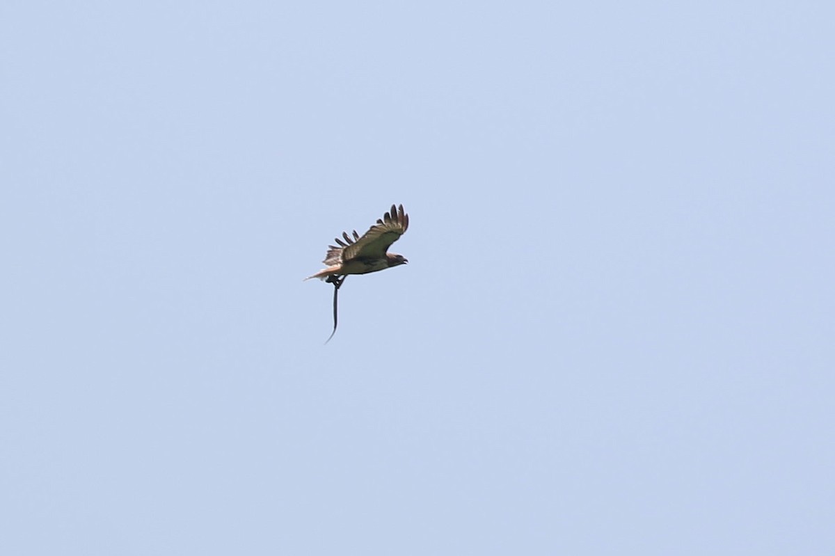 Red-tailed Hawk - ML620746522