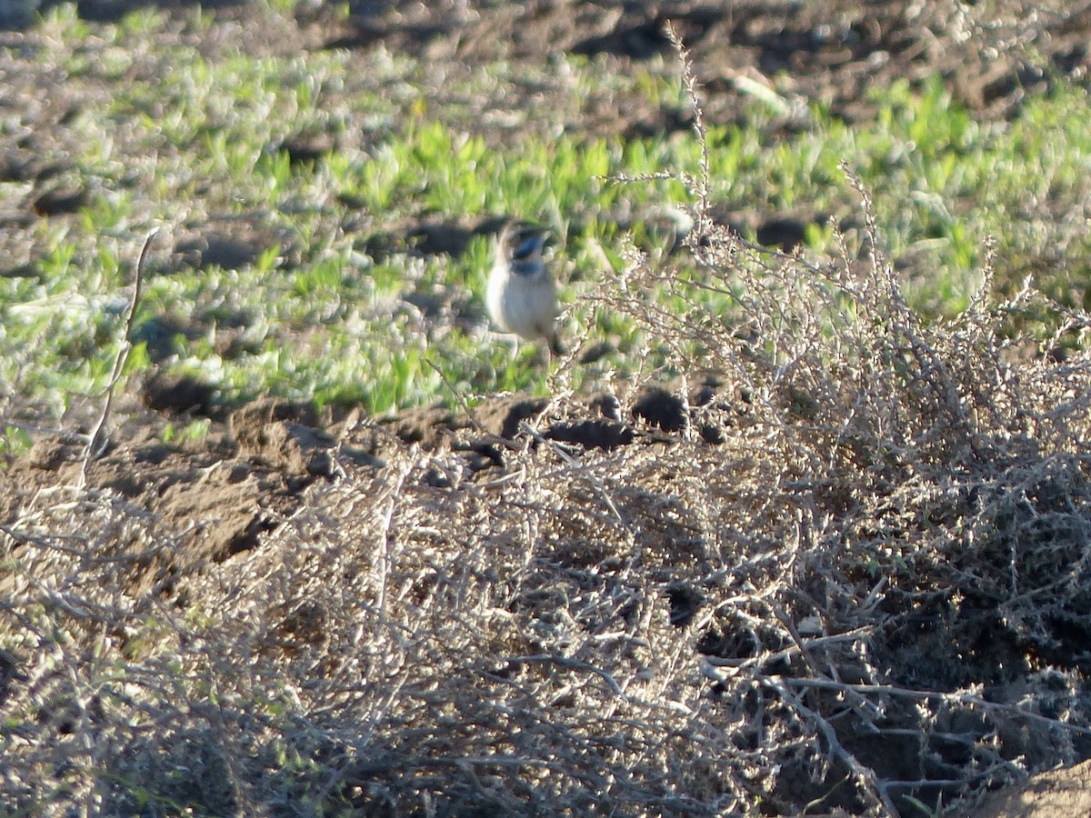 Bluethroat - ML620746546