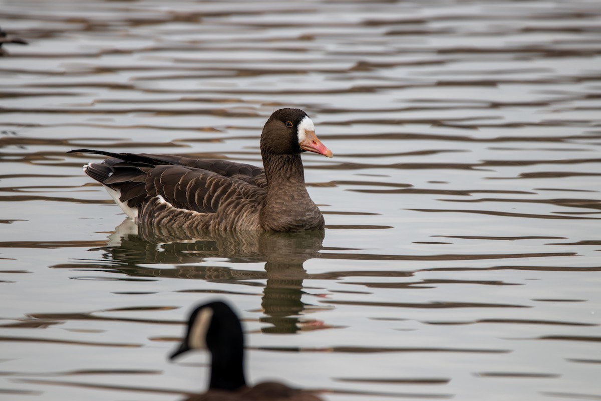 Greater White-fronted Goose - ML620746549