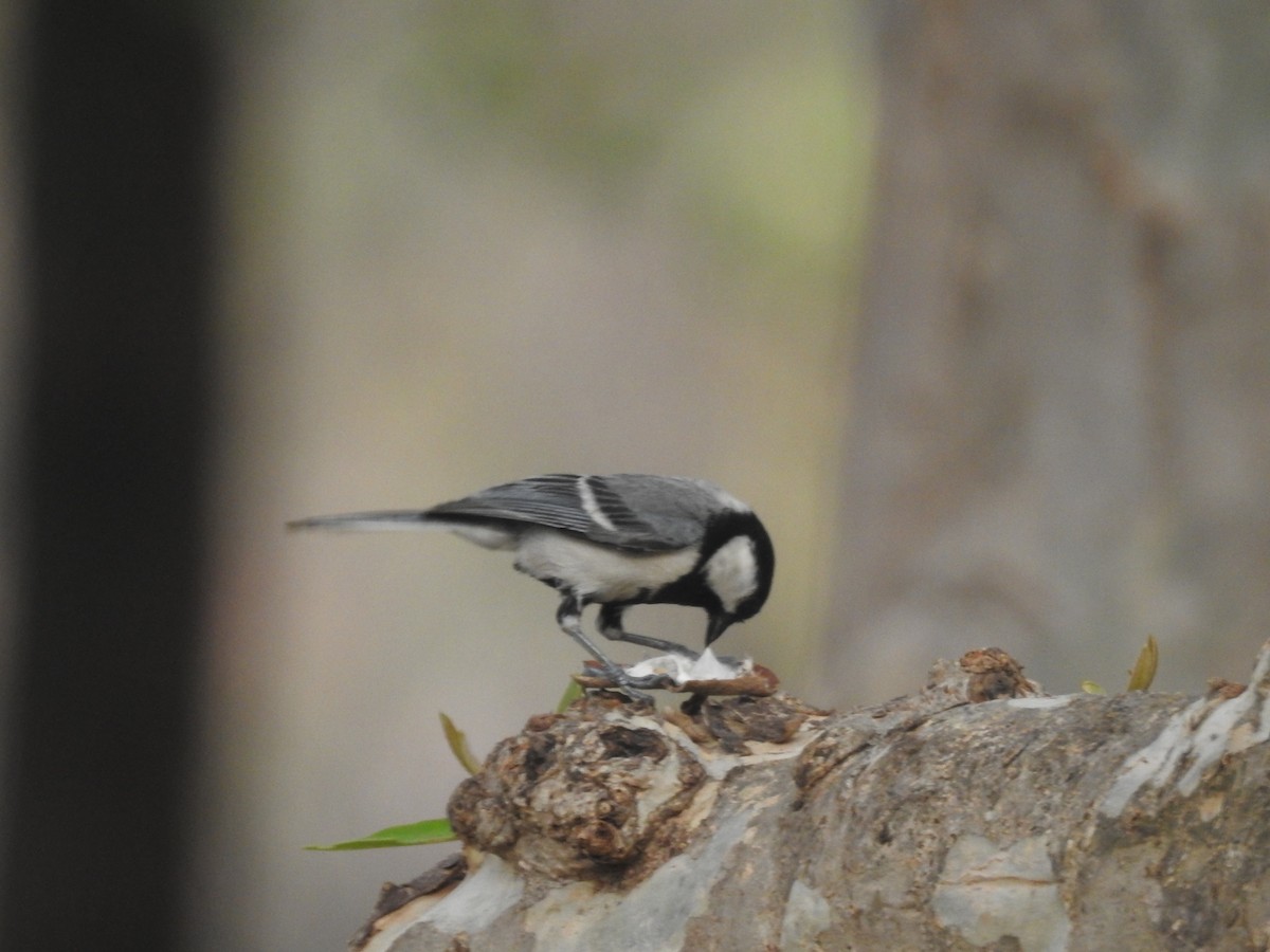 Cinereous Tit - ML620746550