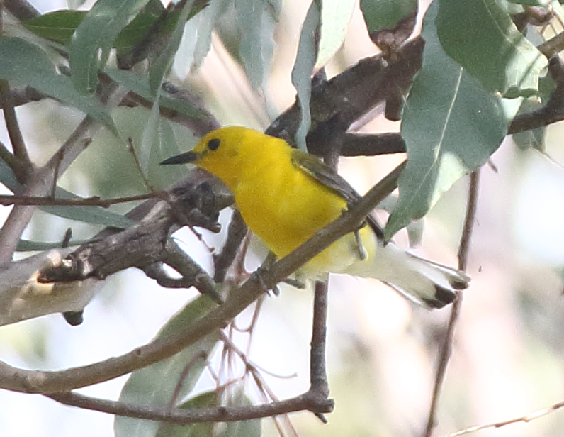 Prothonotary Warbler - ML620746561