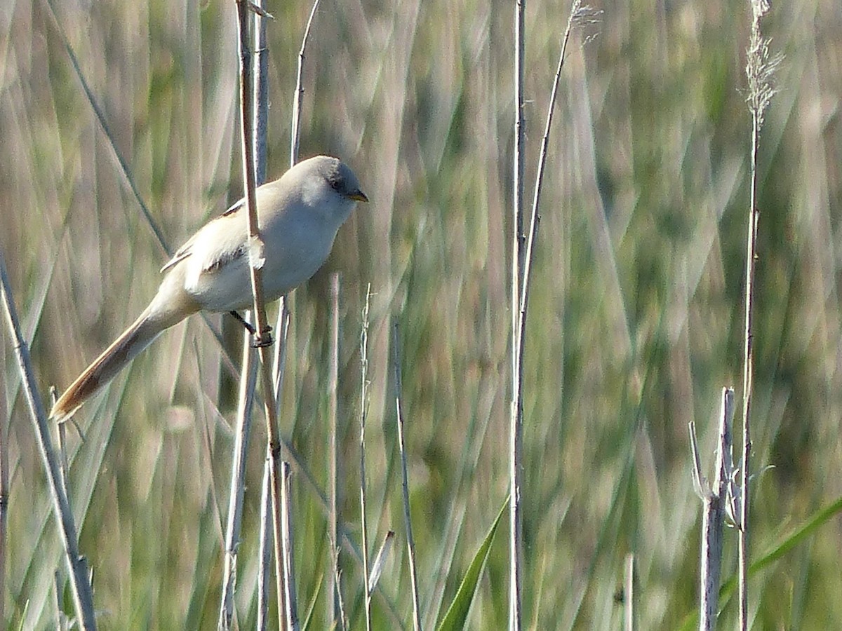 Bearded Reedling - Jenny Bowman