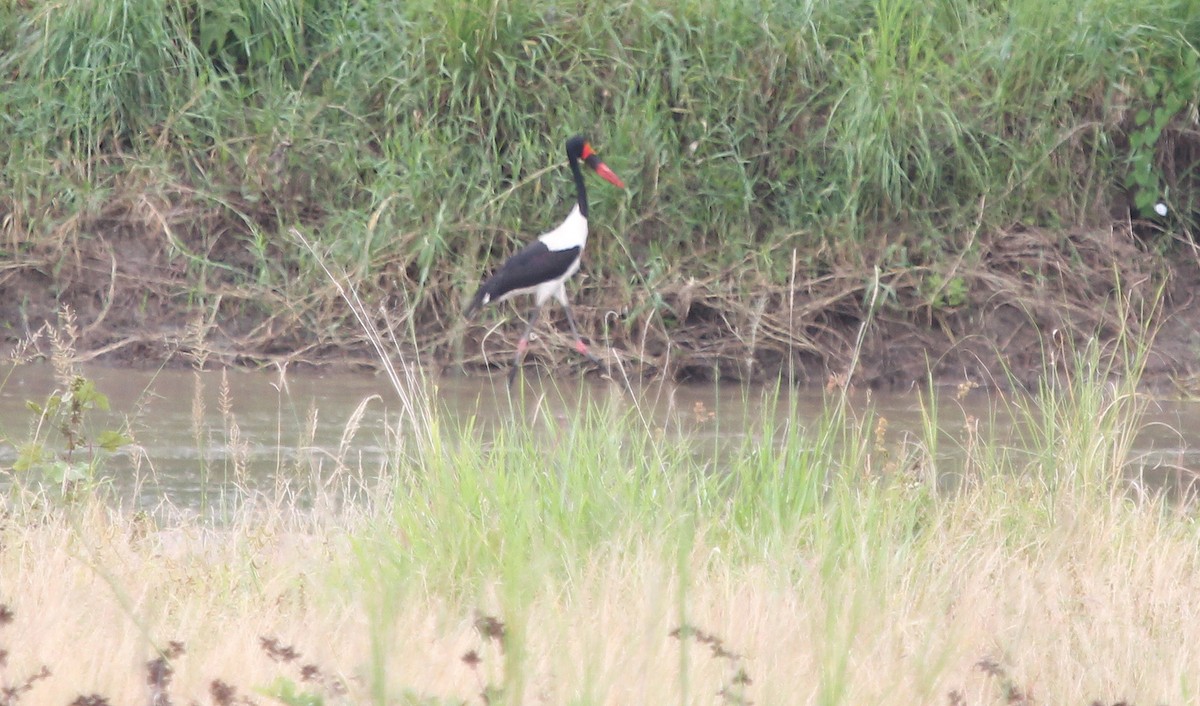 Saddle-billed Stork - ML620746572