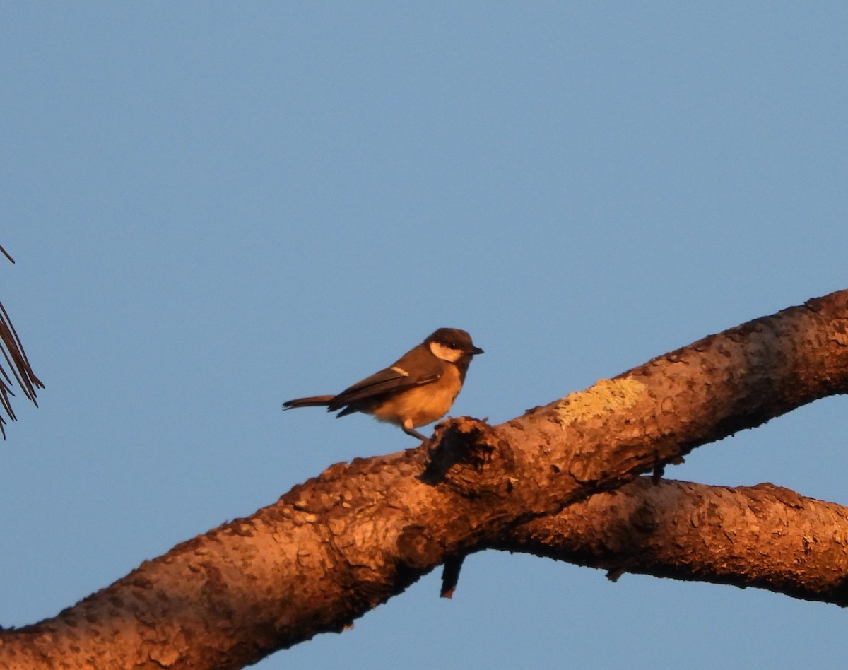 Mésange charbonnière - ML620746573