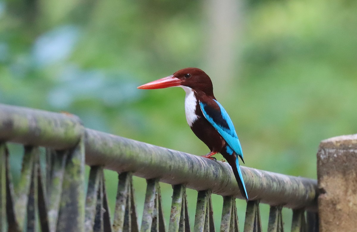 White-throated Kingfisher - ML620746574