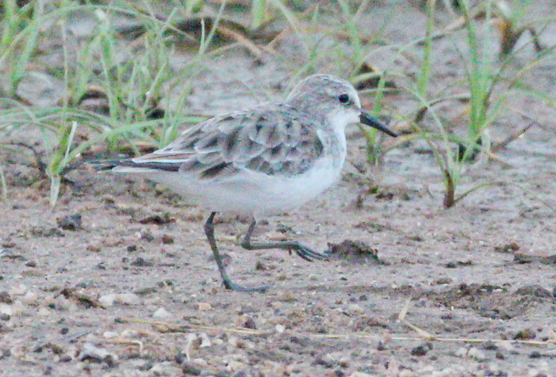 Bécasseau sanderling - ML620746575