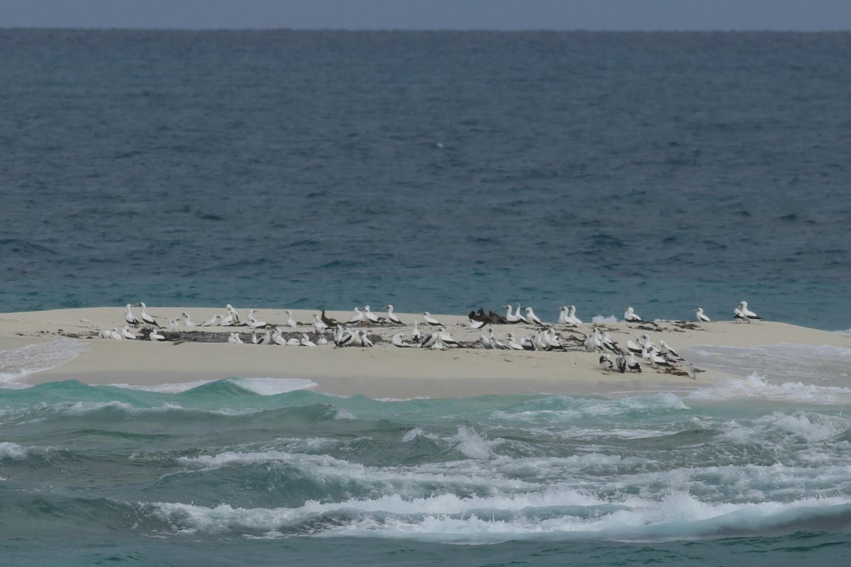 Masked Booby - ML620746576