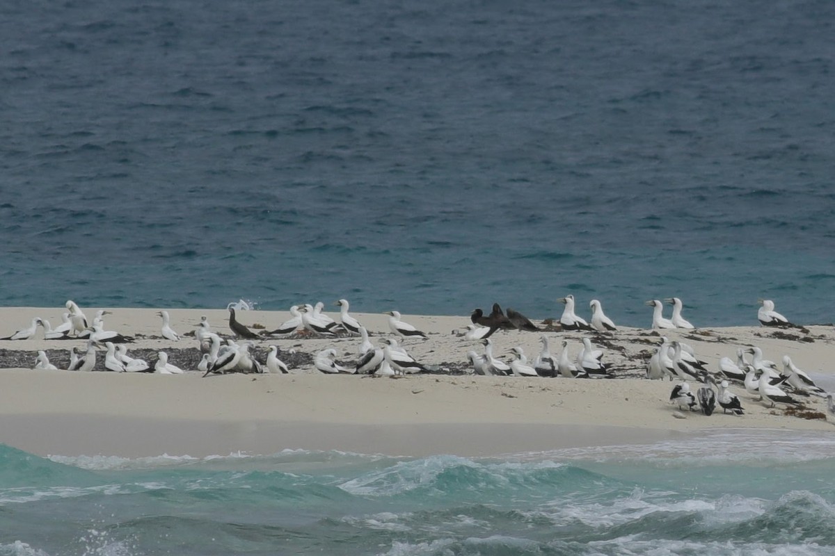 Masked Booby - ML620746577