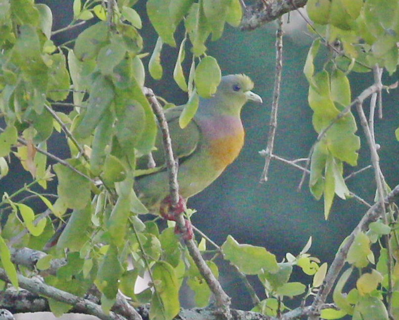 Orange-breasted Green-Pigeon - ML620746595