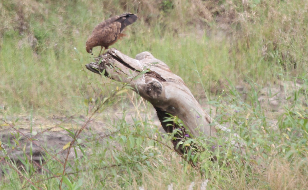 African Harrier-Hawk - ML620746596