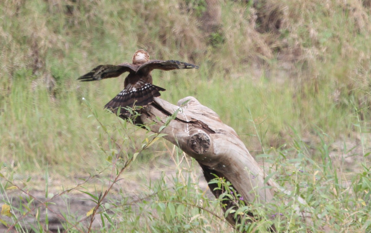 African Harrier-Hawk - ML620746597