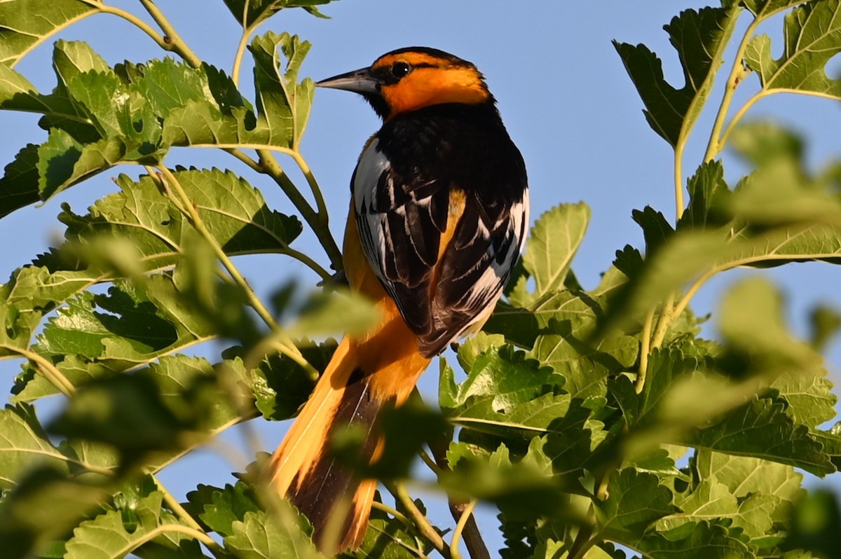 Bullock's Oriole - ML620746625