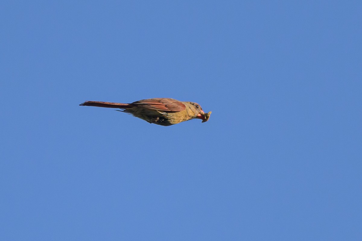 Northern Cardinal - ML620746638