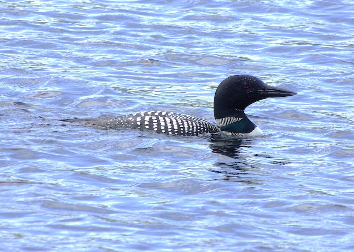 Common Loon - ML620746645