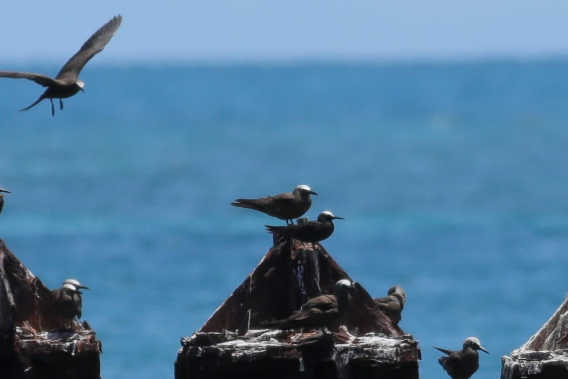 Black Noddy (americanus) - ML620746646