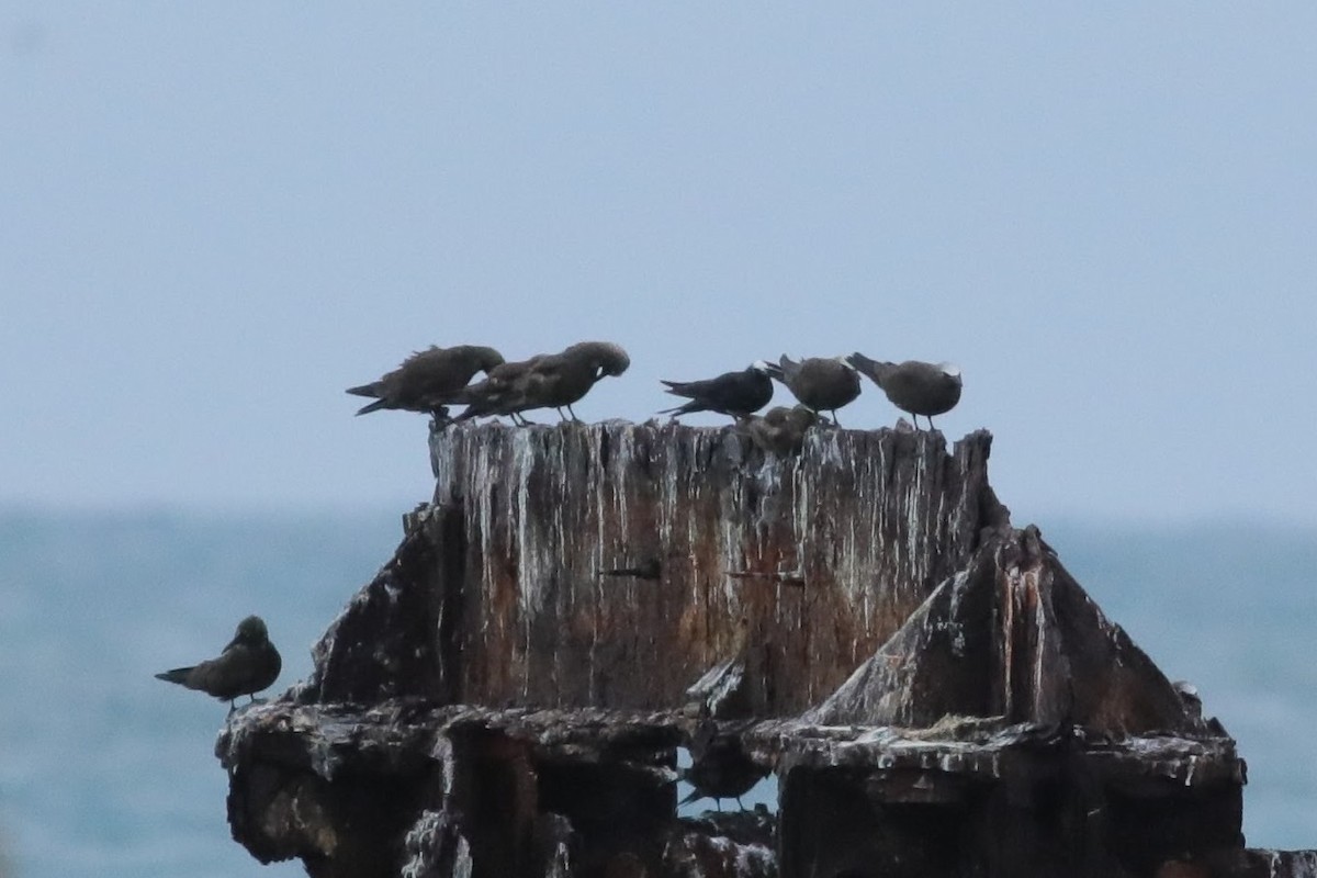 Black Noddy (americanus) - ML620746647