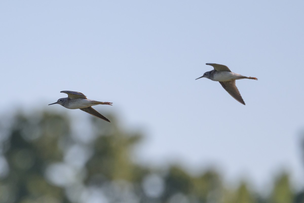 Lesser Yellowlegs - ML620746648