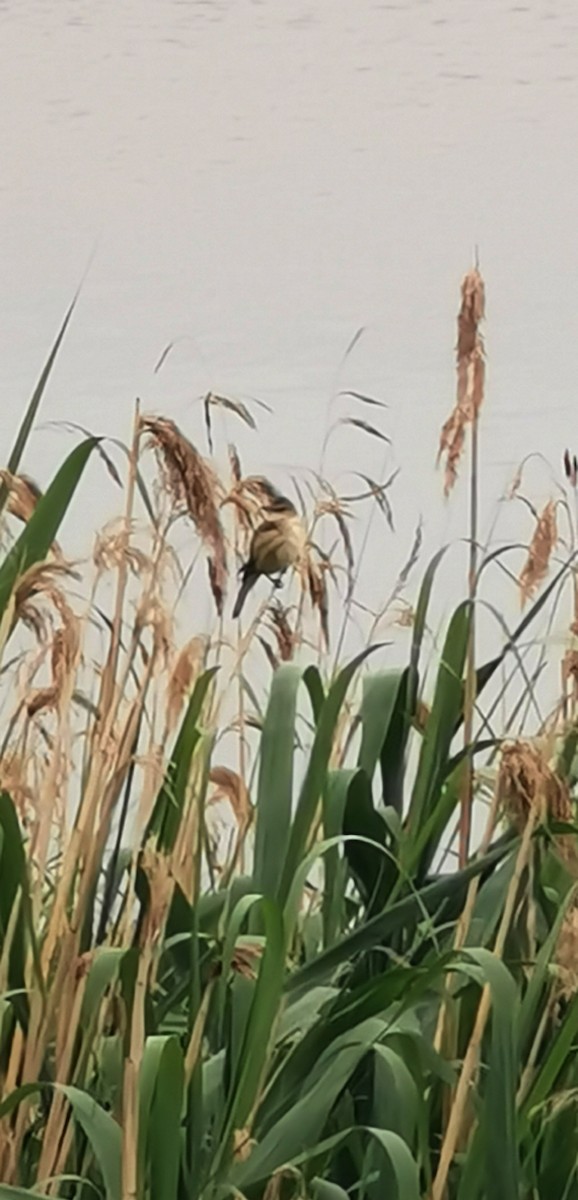 Great Reed Warbler - ML620746650