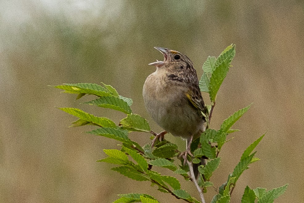 Grasshopper Sparrow - ML620746652
