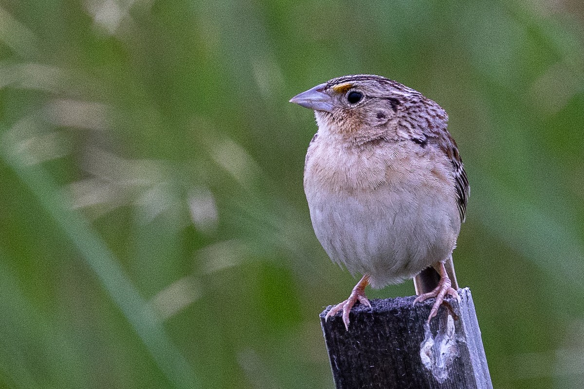 Grasshopper Sparrow - ML620746653