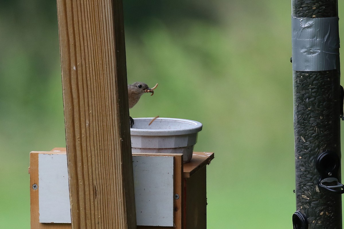 Eastern Bluebird - ML620746655