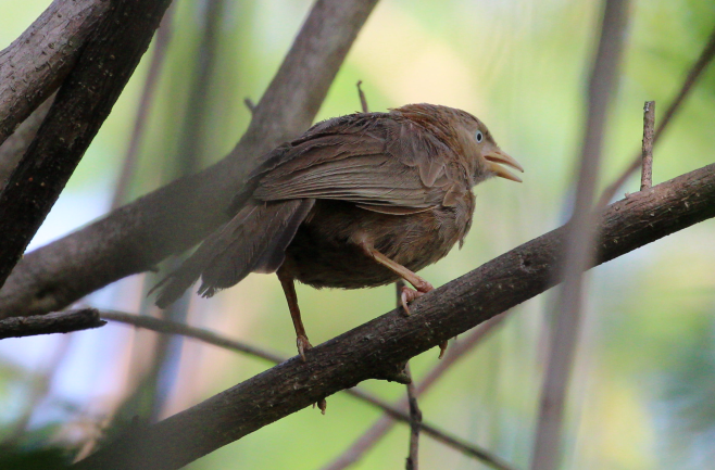 Yellow-eyed Babbler - ML620746656