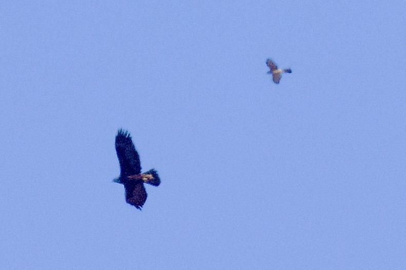 Cooper's Hawk - gene collins