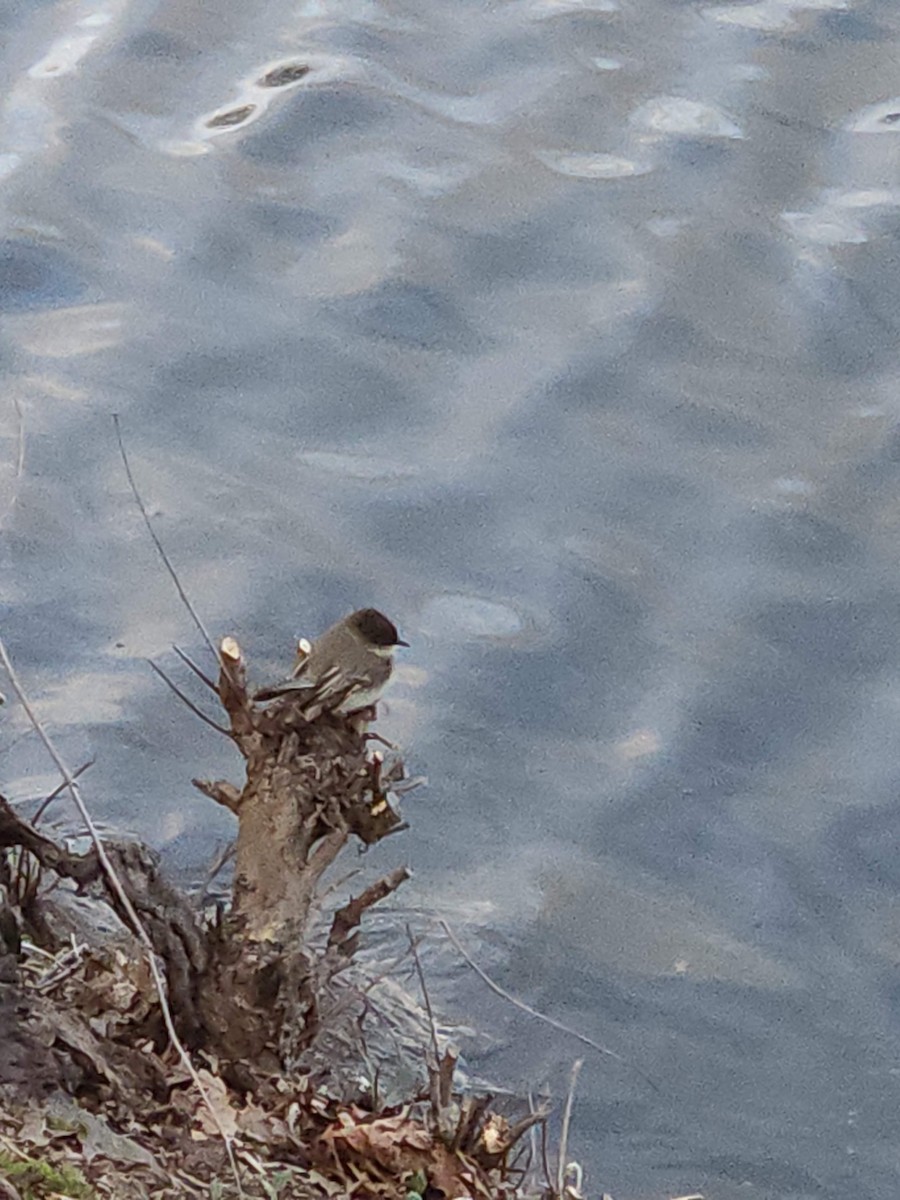 Eastern Phoebe - ML620746661