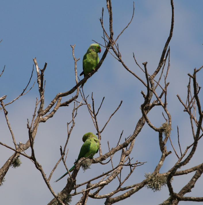 Rose-ringed Parakeet - ML620746671