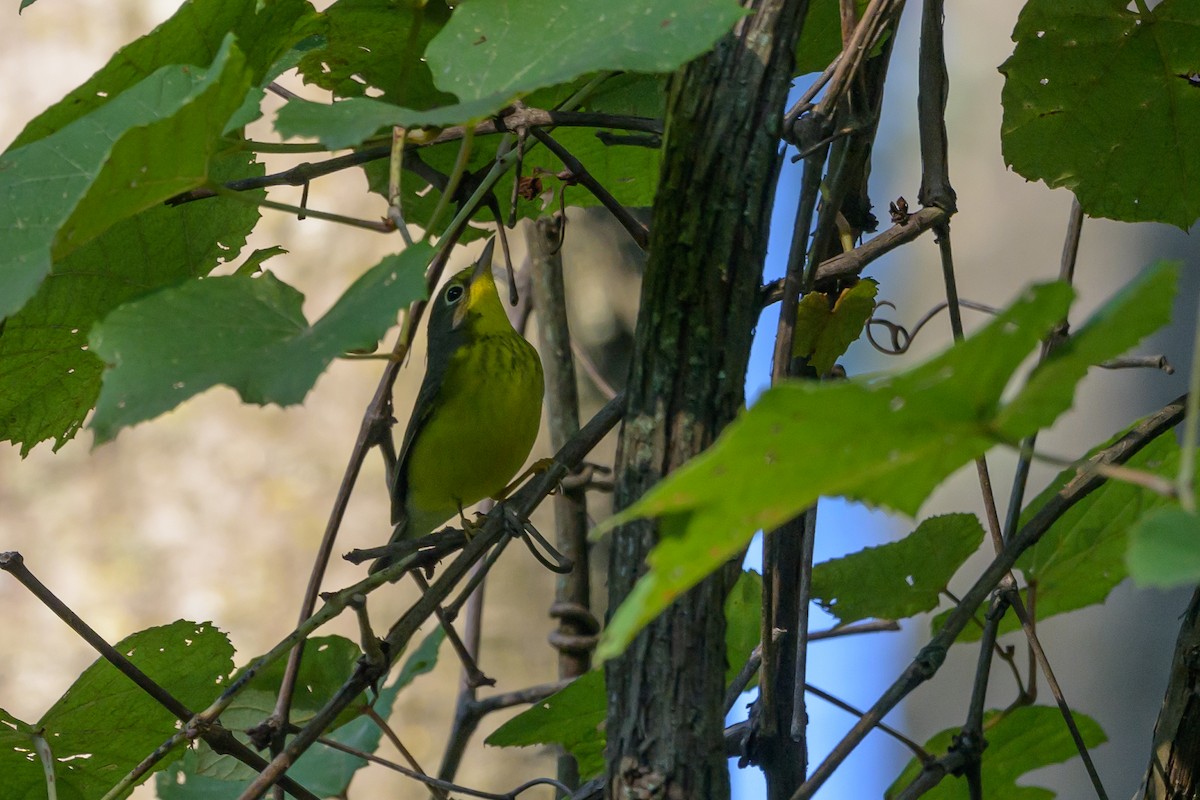 Canada Warbler - ML620746672