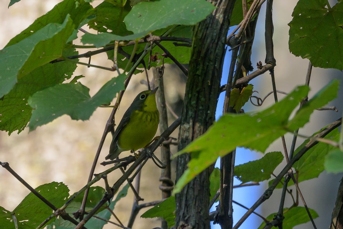 Canada Warbler - ML620746673