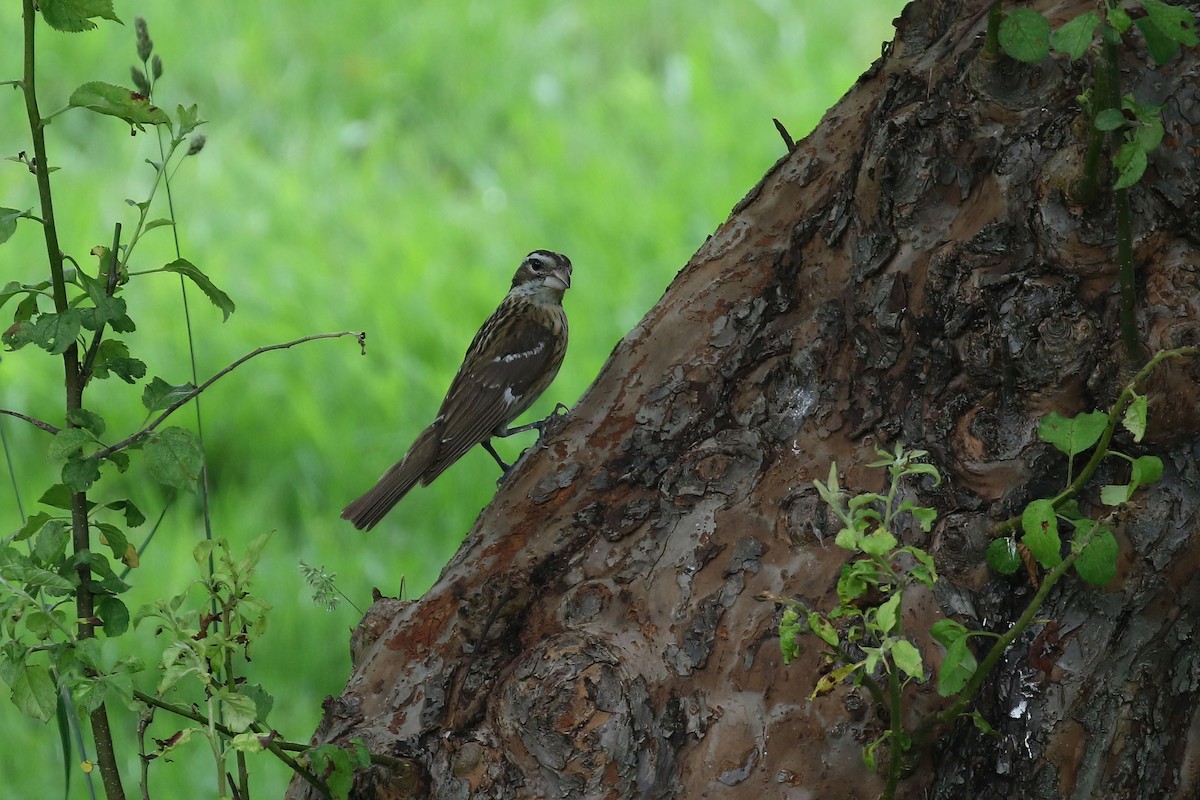 Rose-breasted Grosbeak - ML620746674