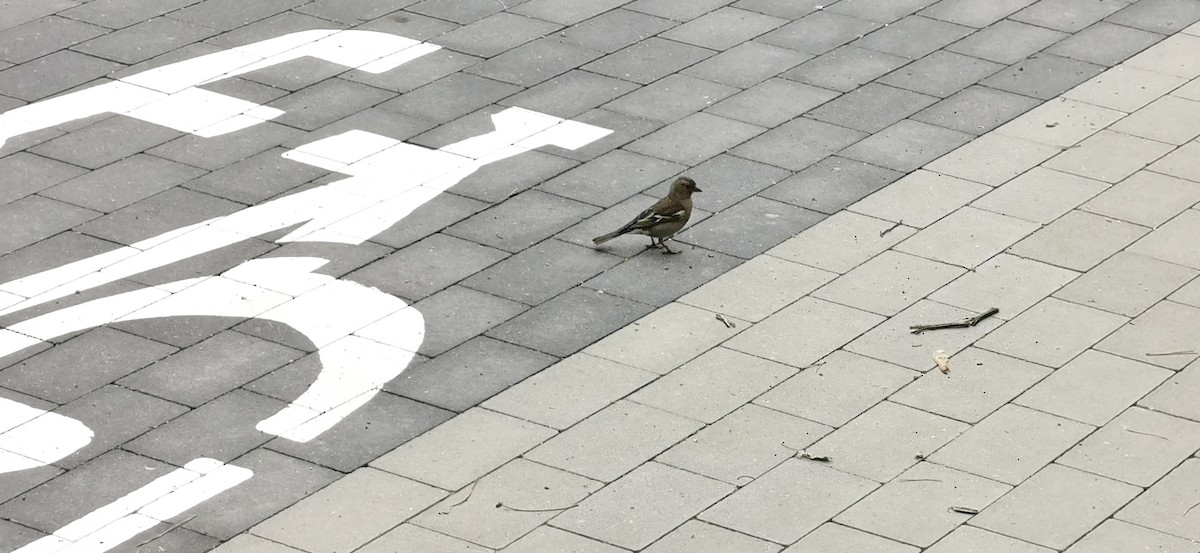 Common Chaffinch - ML620746676